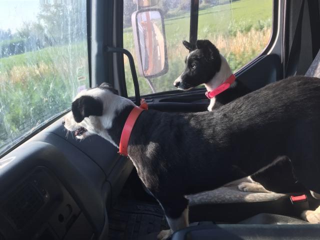 Happy et Kookie, border collie tondue