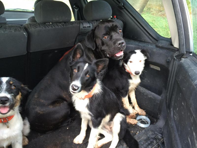 Lanka, Kookie, Haka et Happy