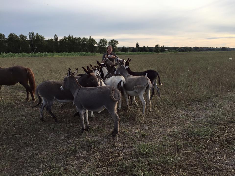 Foin de Crau AOP - Perdiguier Fourrages, fourrage et alimention pour chevaux