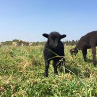 Le mouton d'Ouéssant