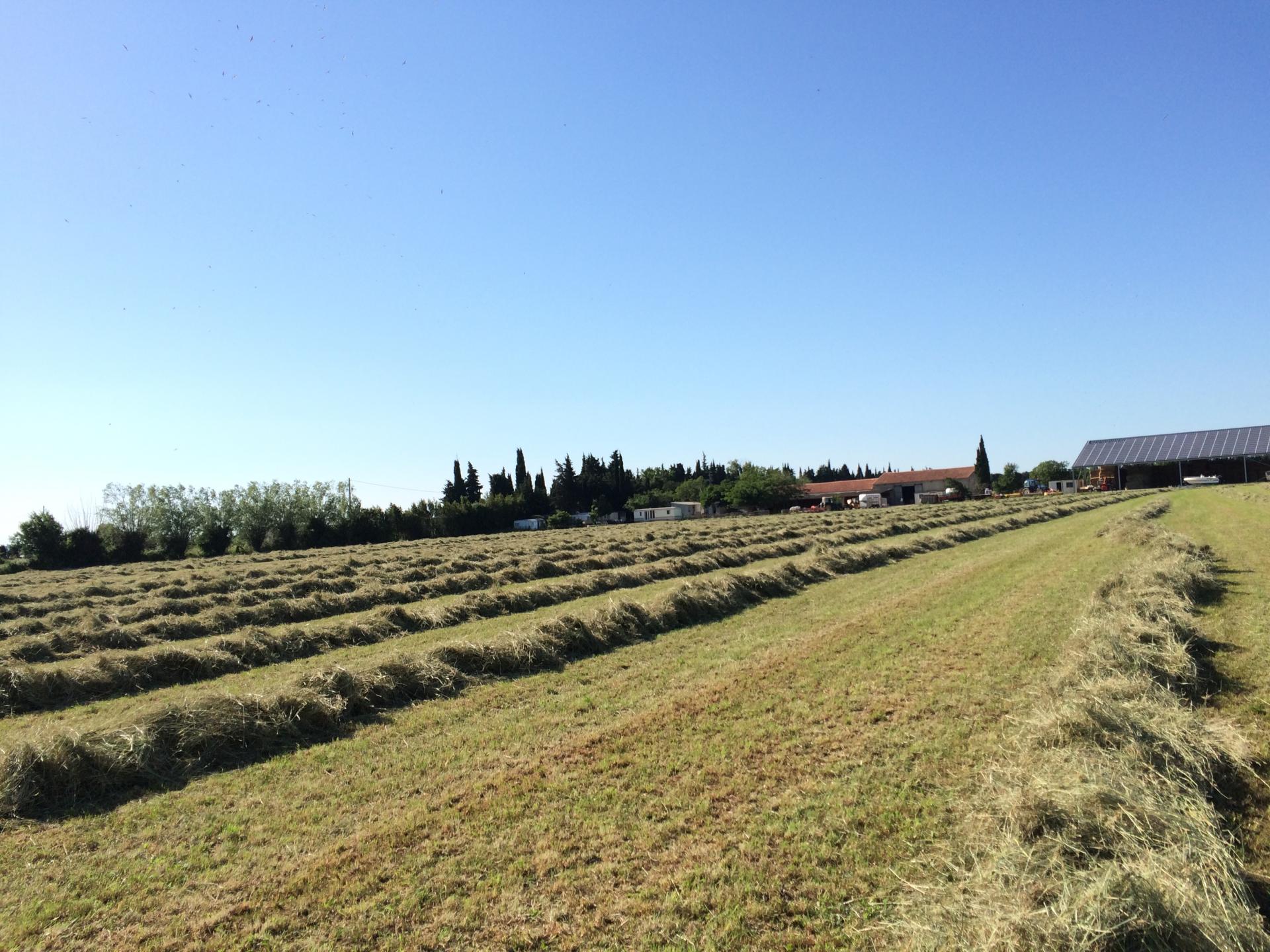 C'est quoi le foin de Crau? - Chez Vos Producteurs