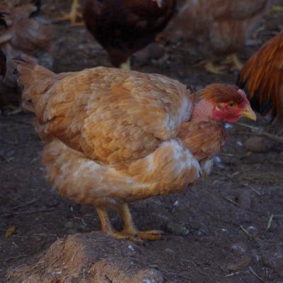 Poularde7 copie